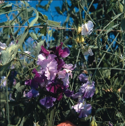 Picture of Sweet Pea Mixes - Great Expectations